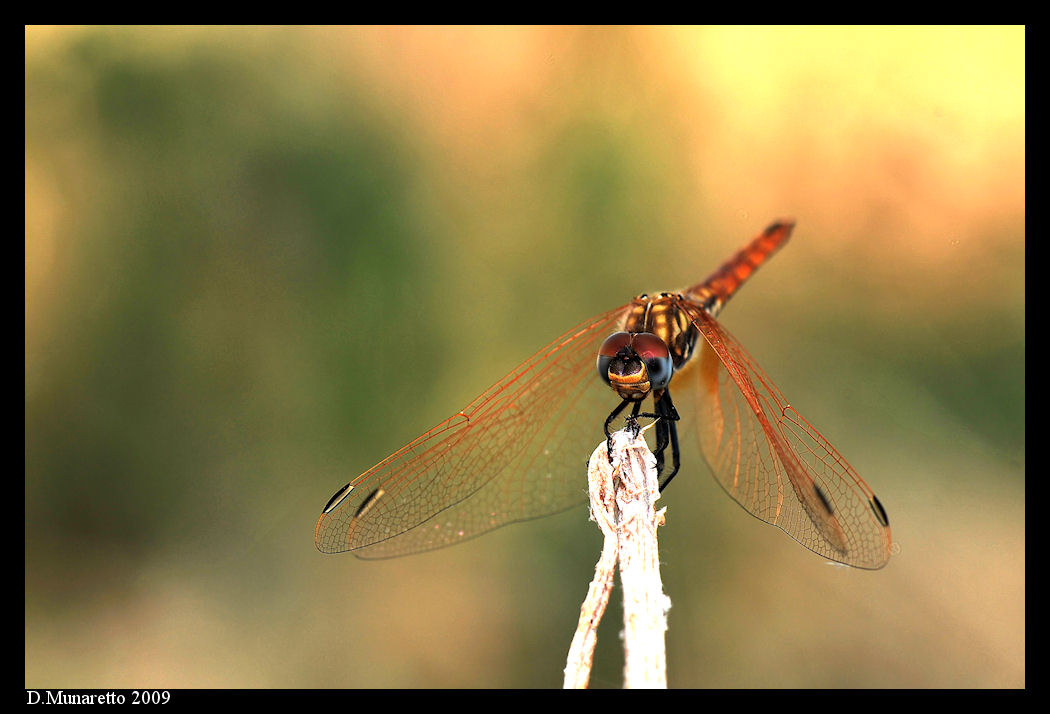 Libellula a colori